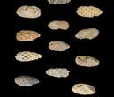 Lot: Fossil Seed Cones (Or Aggregate Fruits) - Pieces #148858-2